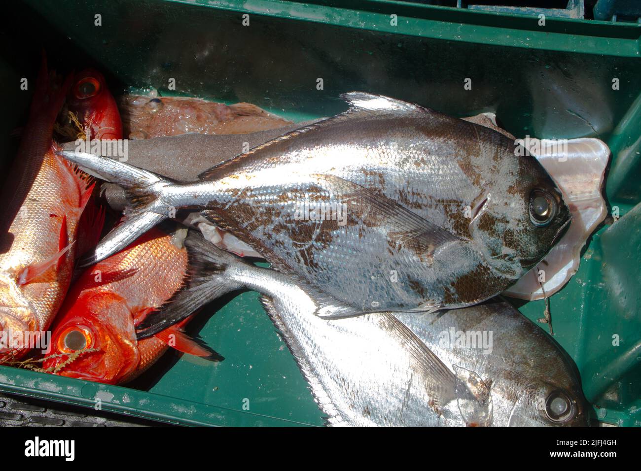Un regard sur la vie en Nouvelle-Zélande: Poisson de mer pêché commercialement: Ray's Bream (Brama brama). Banque D'Images