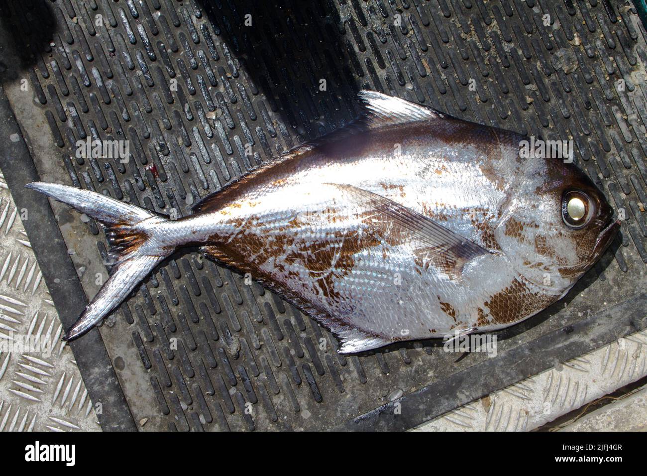 Un regard sur la vie en Nouvelle-Zélande: Poisson de mer pêché commercialement: Ray's Bream (Brama brama). Banque D'Images