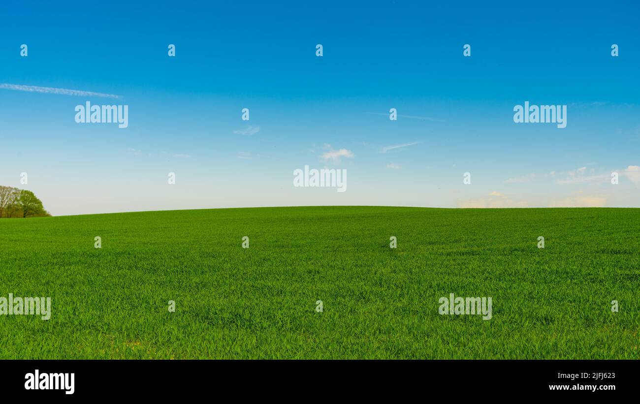 Herbage idyllique, champs verts vallonnés, ciel bleu et nuages blancs en arrière-plan Banque D'Images