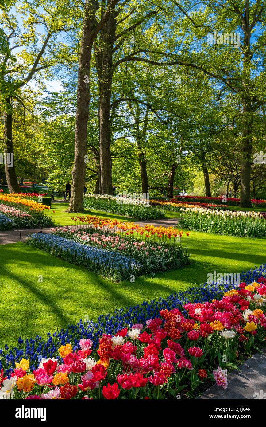Jardin d'Europe en pleine floraison, parc de Keukenhof. Pays-Bas Banque D'Images