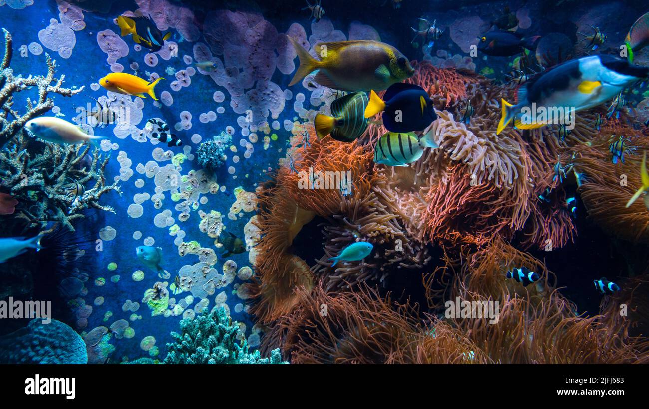 Poissons tropicaux dans l'eau bleue avec récif de corail Banque D'Images