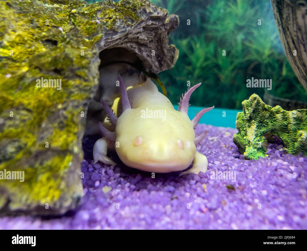 Portrait sous-marin Axolotl dans un aquarium. Ambystoma mexicanum. Poissons de randonnée mexicains Banque D'Images