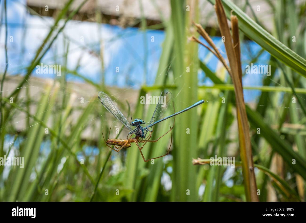 Damselfy bleu commun mâle, Enallagma cyathigerium, étant comsumée par une araignée. Banque D'Images