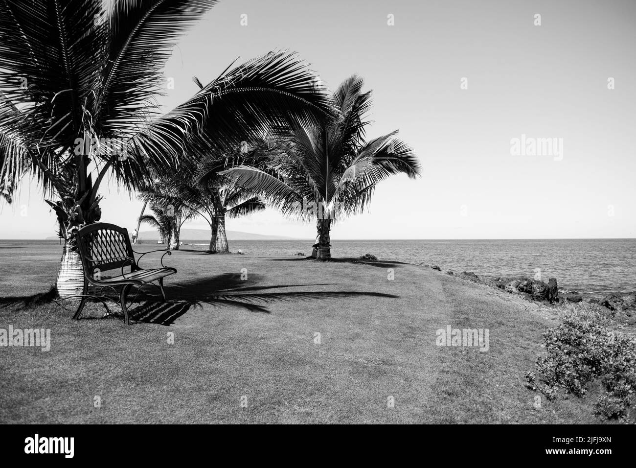 Motifs exotiques palmiers.Arrière-plan des arbres tropicaux.Palmiers coco sur ciel bleu.Été exotique nature fond, paysage naturel.Île tropicale d'été, h Banque D'Images