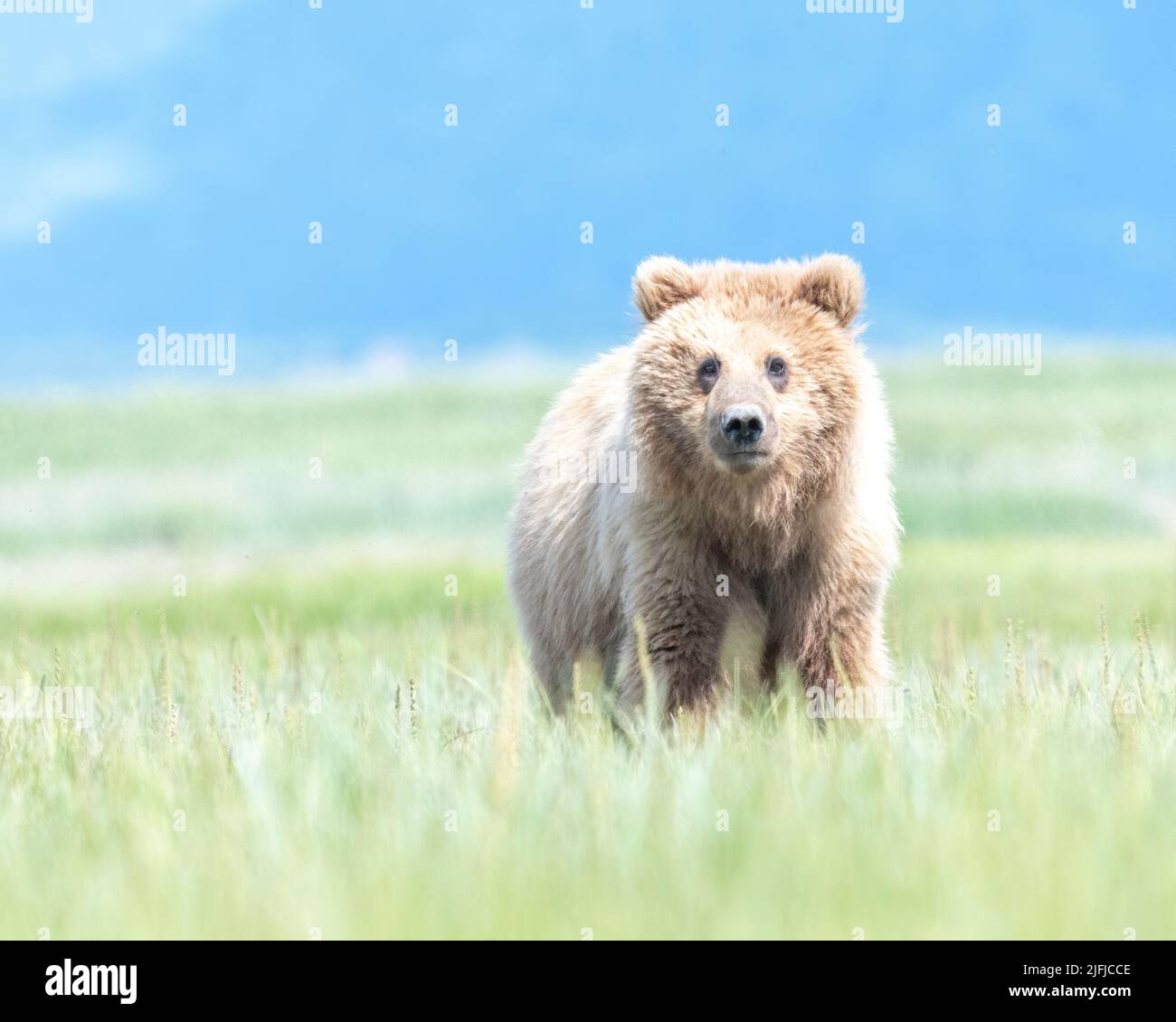 Alaska Coastal Brown Bear (Ursus arctos) Parc national de Hallo Bay Katmai, Alaska, États-Unis Banque D'Images