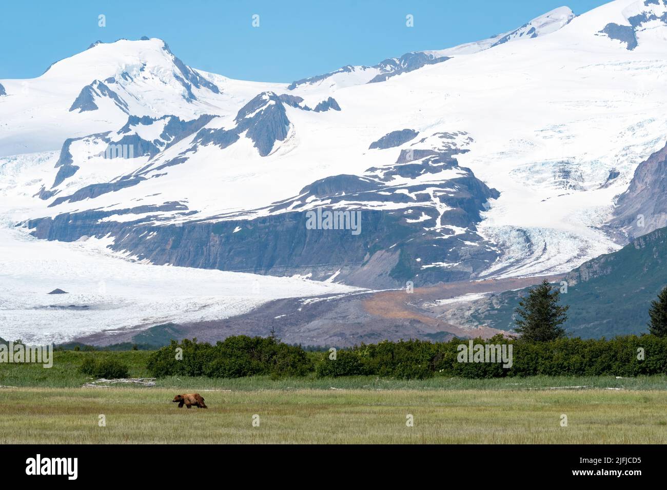 Alaska Coastal Brown Bear (Ursus arctos) Parc national de Hallo Bay Katmai, Alaska, États-Unis Banque D'Images