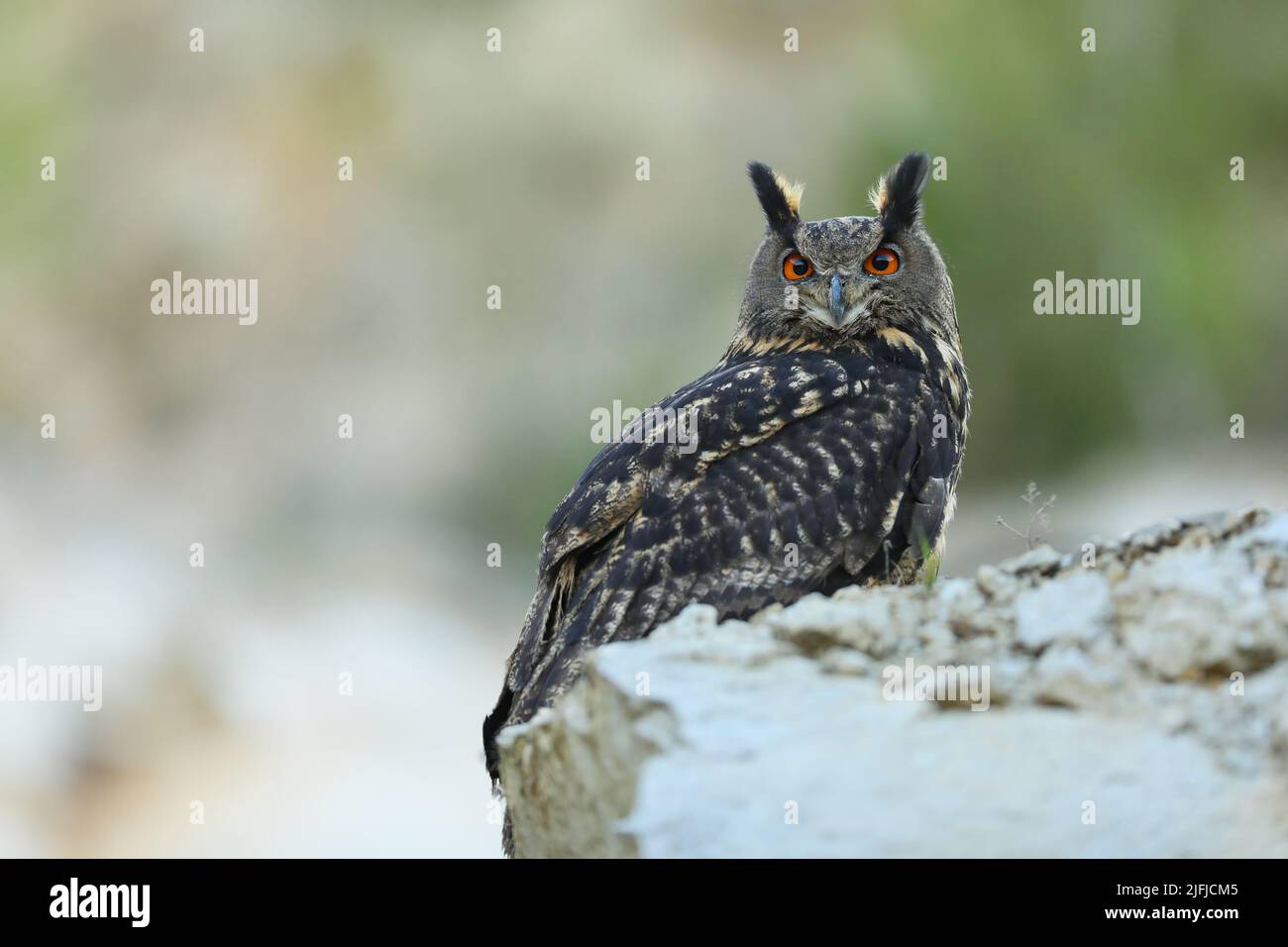 Un grand hibou marron se trouve sur la roche. Bubo Bubo, gros plan. La chouette-aigle eurasienne Banque D'Images