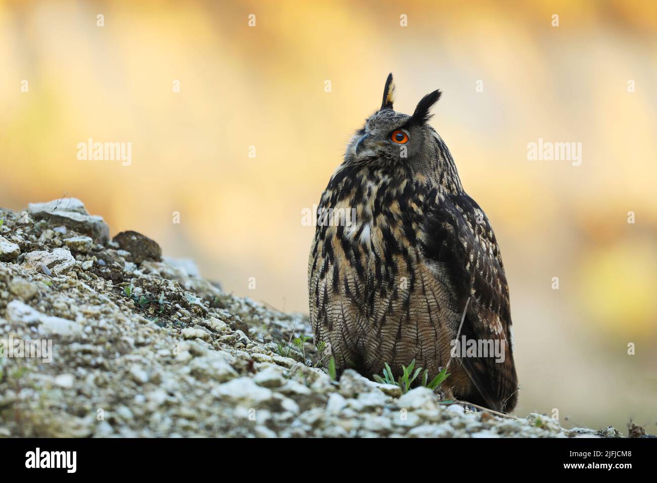 Un grand hibou marron se trouve sur la roche. Bubo Bubo, gros plan. La chouette-aigle eurasienne Banque D'Images