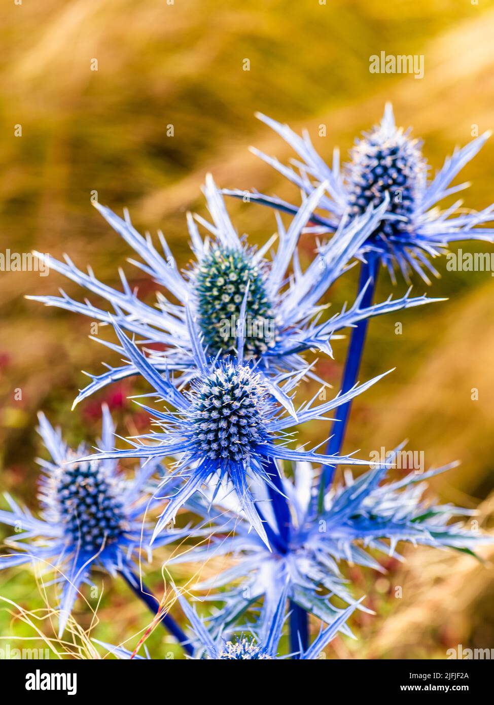 Blue Hobbit, Sea Holly, Eryngium Planum fleurs Banque D'Images