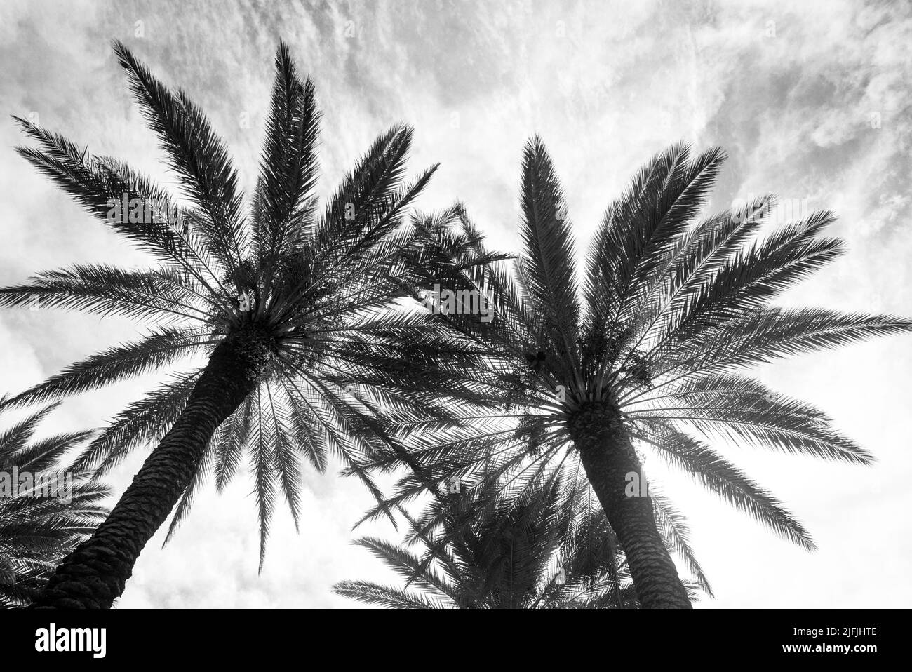 Palmiers sur fond de soleil ciel clair. Fond tropical de feuilles de palmier, palmiers à noix de coco. Île tropicale d'été, modèle de vacances Banque D'Images