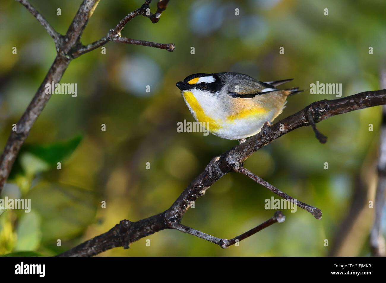 Photo de l'oiseau australien dans la brousse Banque de photographies et d'images  à haute résolution - Alamy