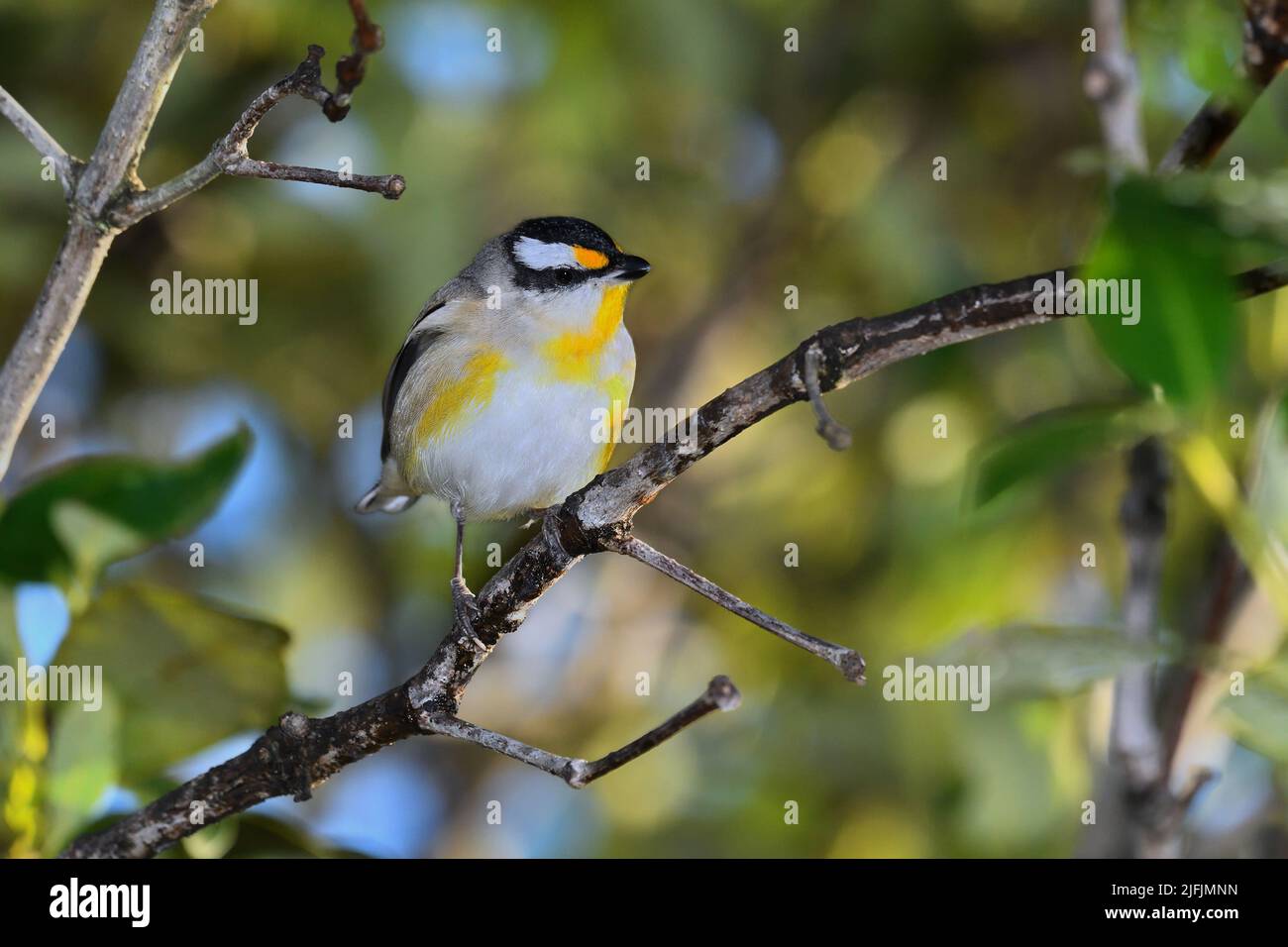 Photo de l'oiseau australien dans la brousse Banque de photographies et d'images  à haute résolution - Alamy