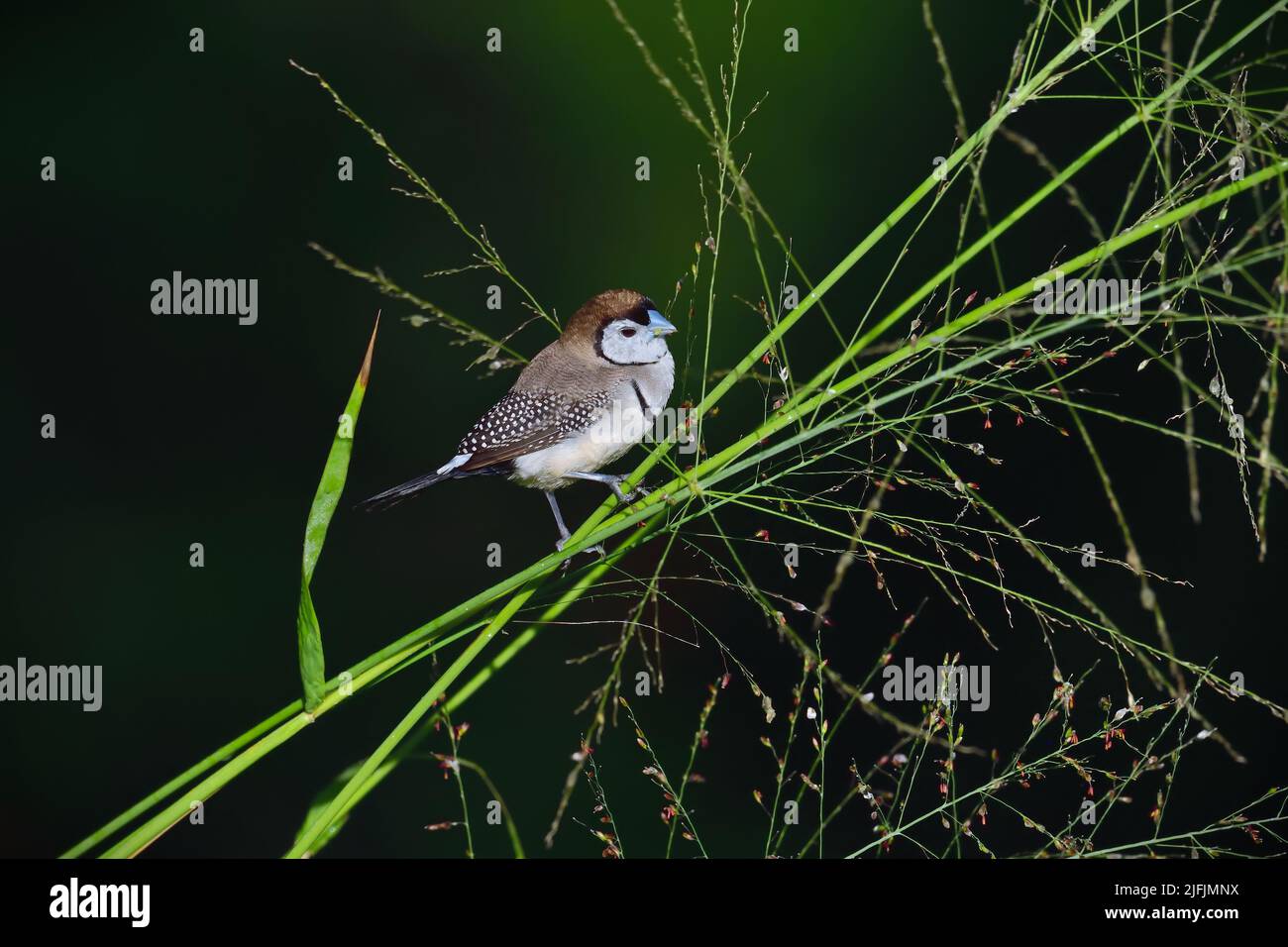 Un Finch australien à double barré, nominez la course - Taeniopygia bichenovii - oiseau perché sur une tige d'herbe mangeant des graines d'herbe dans la douce lumière du matin Banque D'Images