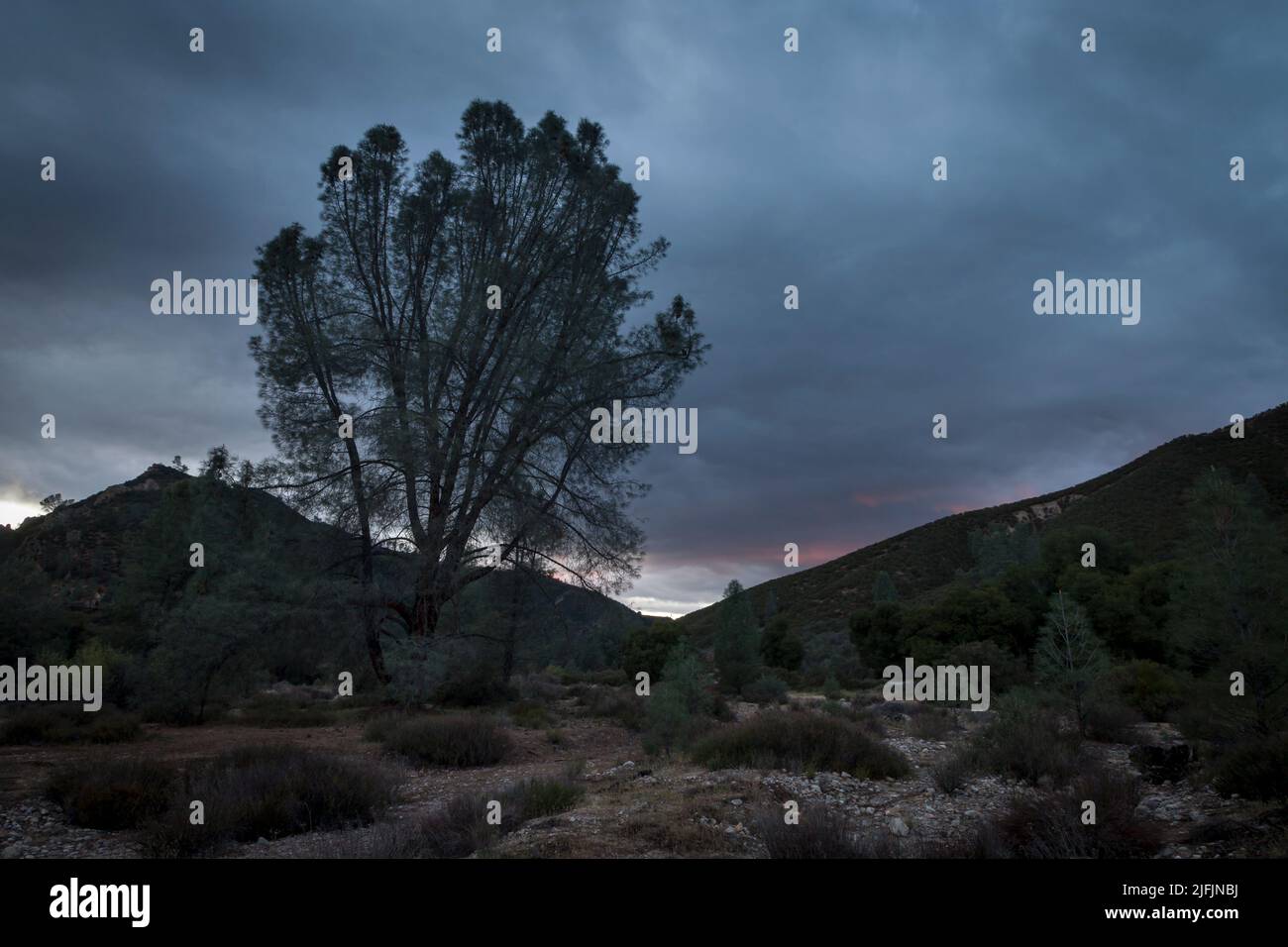 Avec le dernier d'un soleil couchant derrière elle, un pin gris pousse le long du lit sec de Chalone Creek dans le parc national des Pinnacles Banque D'Images