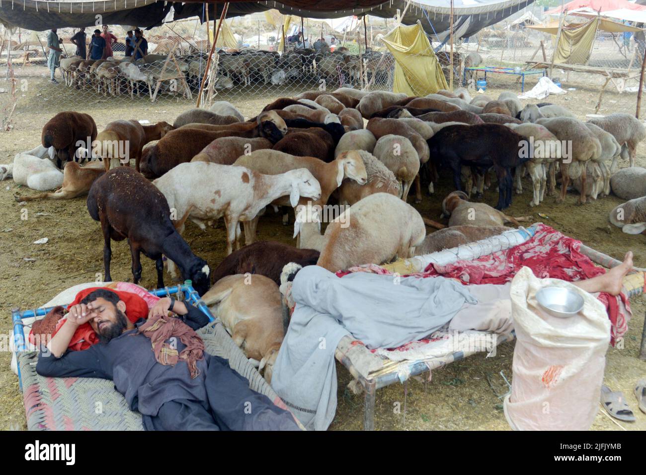 Lahore, Punjab, Pakistan. 3rd juillet 2022. Le vendeur pakistanais présente des animaux sacrificiels sur le marché des animaux de Lakho Dehar pour le prochain Eid ul-Adha à Lahore. Les musulmans du monde entier célébreront 'Eid ul-Adha', également connu sous le nom de Festival du sacrifice (Qurbani), pour marquer le mois islamique de Zil Hijjah, abattant des moutons, des chèvres, des vaches et des chameaux pour commémorer la volonté du prophète Abraham de sacrifier son fils Ismail sur le commandement de Dieu. (Credit image: © Rana Sajid Hussain/Pacific Press via ZUMA Press Wire) Banque D'Images