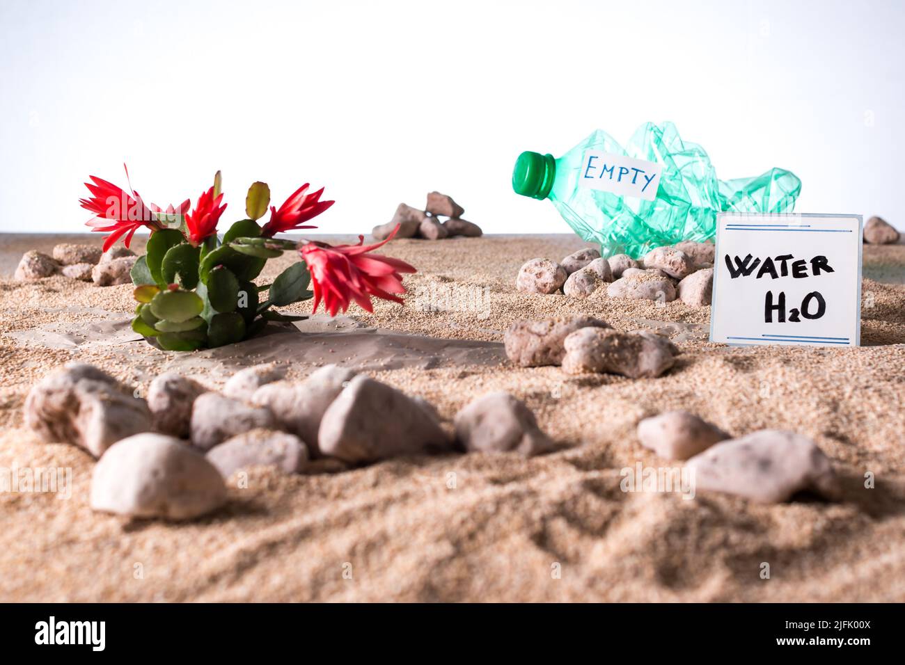 Gros plan d'une plante succulente dans un désert de sable et de pierres avec une bouteille en plastique vide et écrasée sur fond blanc Banque D'Images