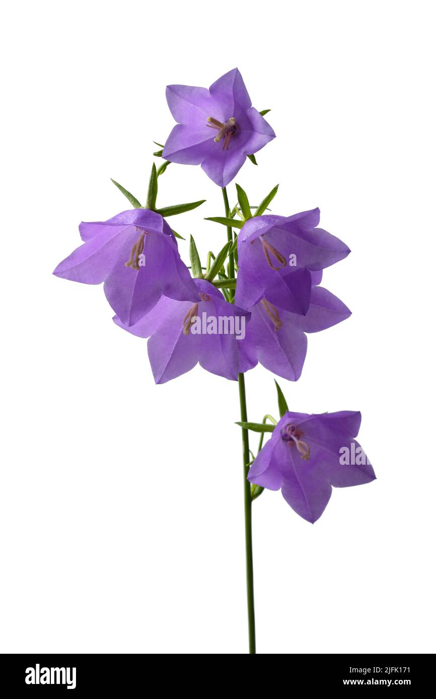 Cloches de lilas de forêt isolées sur fond blanc Banque D'Images