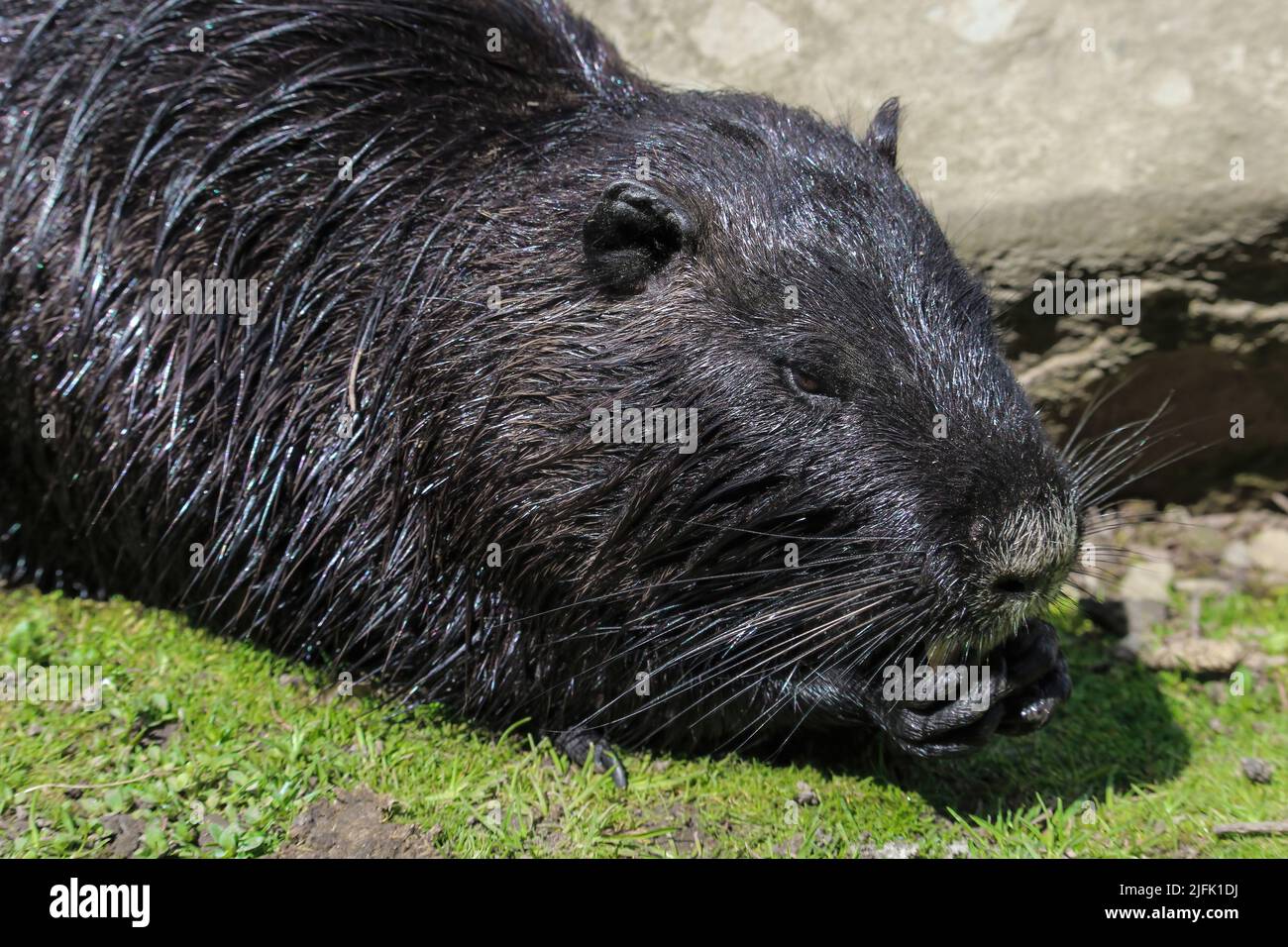 Nutria sur la rive et dans l'eau, un jour d'été Banque D'Images