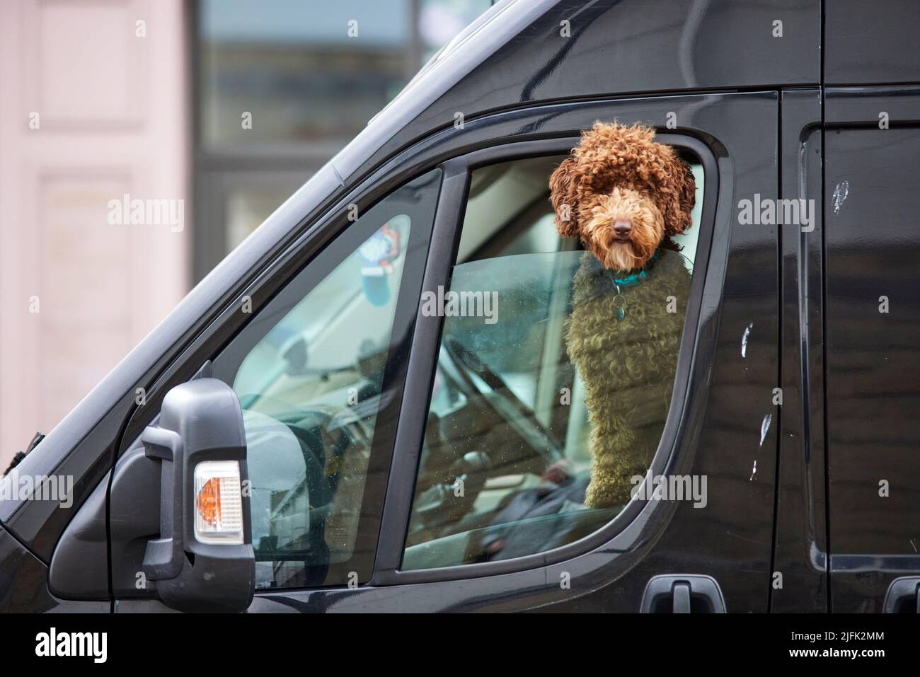 Chien du Yorkshire du Nord de Harrogate s'inclinant hors de la fenêtre d'une camionnette Banque D'Images