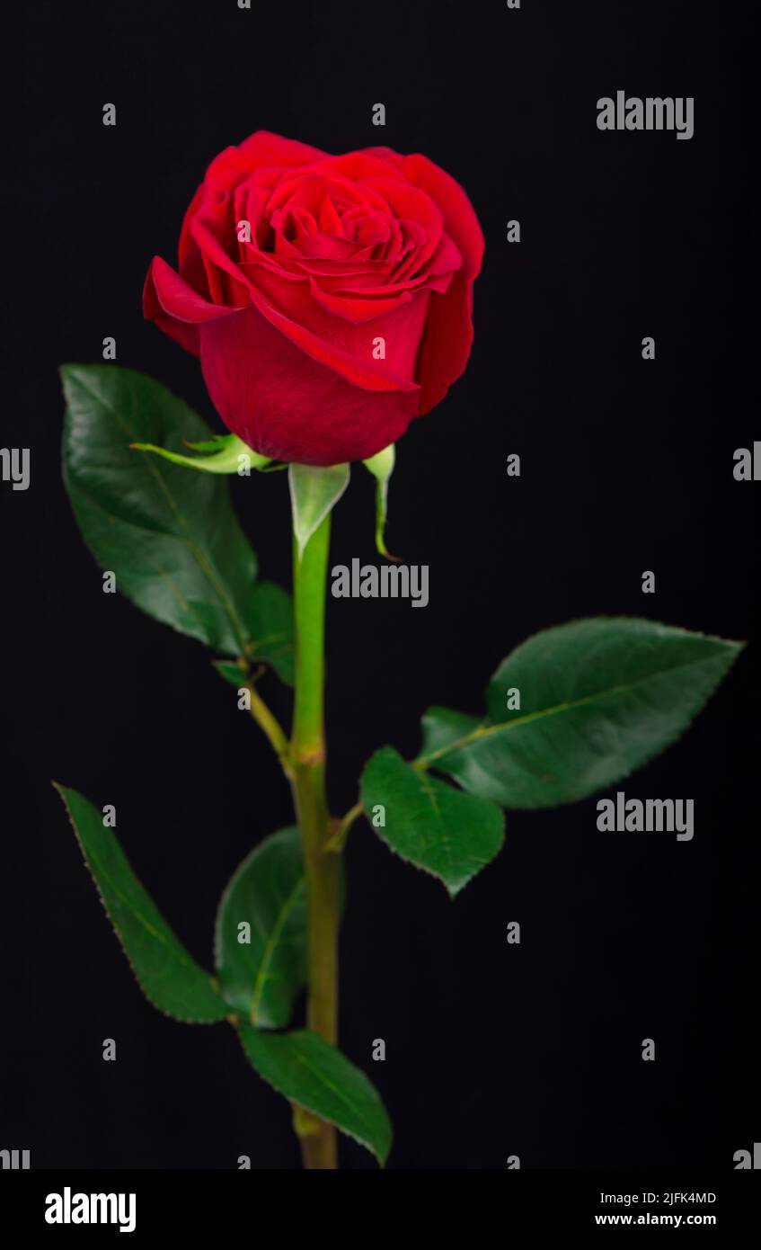 Une rose rouge sur fond noir Banque D'Images