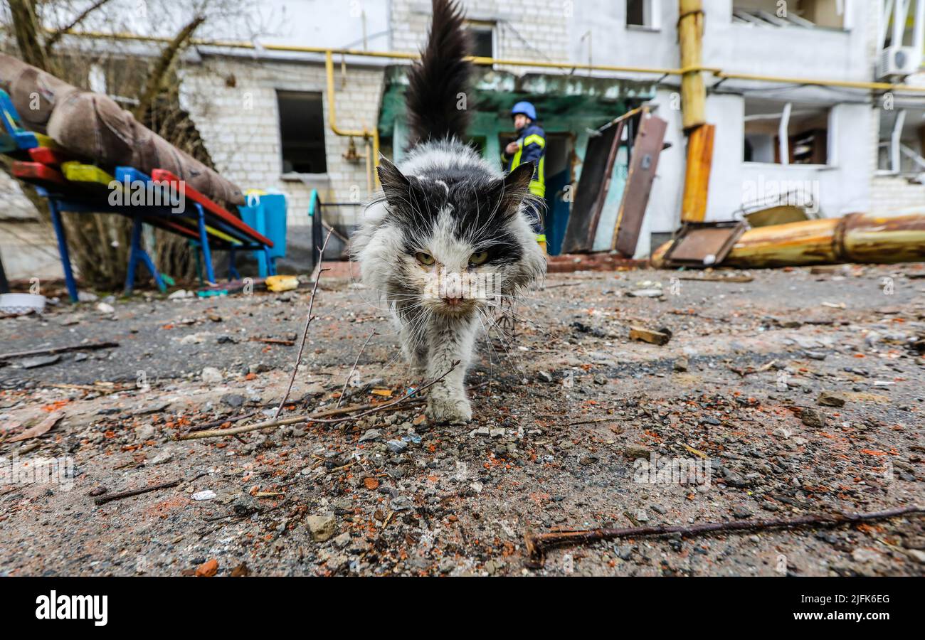 Un chat domestique marche à côté d'une maison qui a été détruite à la suite de l'invasion russe de l'Ukraine Banque D'Images