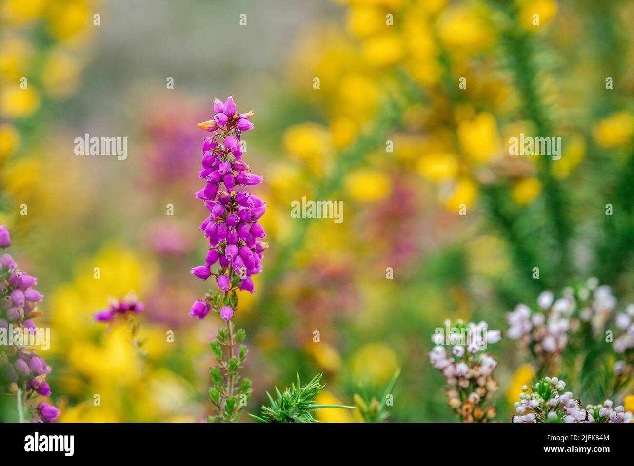 bruyère de bell; Erica cinerea; parmi les gorges; cornouailles Banque D'Images