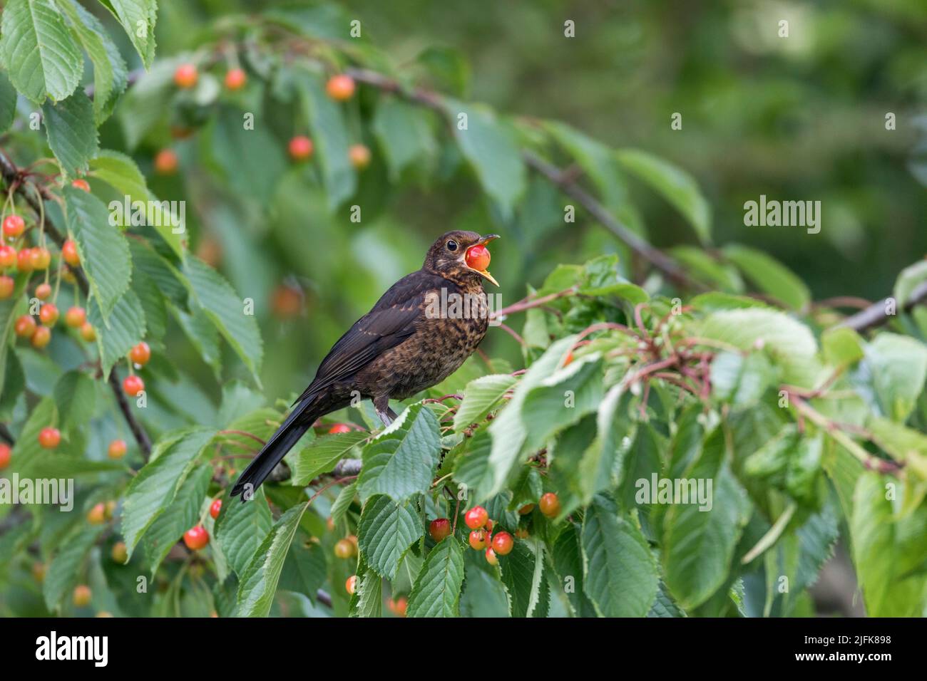 Blackbird, Turdus merula ; Young in Cherry Tree ; Royaume-Uni Banque D'Images