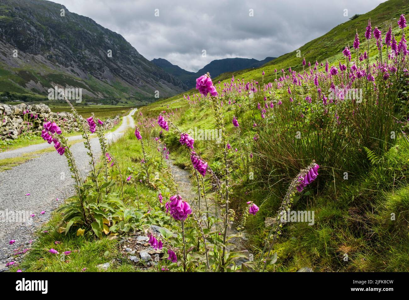 Foxgloves (Digitalis purpurea) fleurissent sur le bord de la route dans la vallée de Nant Ffranson avec vue sur les montagnes de Snowdonia en été. Gwynedd, pays de Galles, Royaume-Uni Banque D'Images