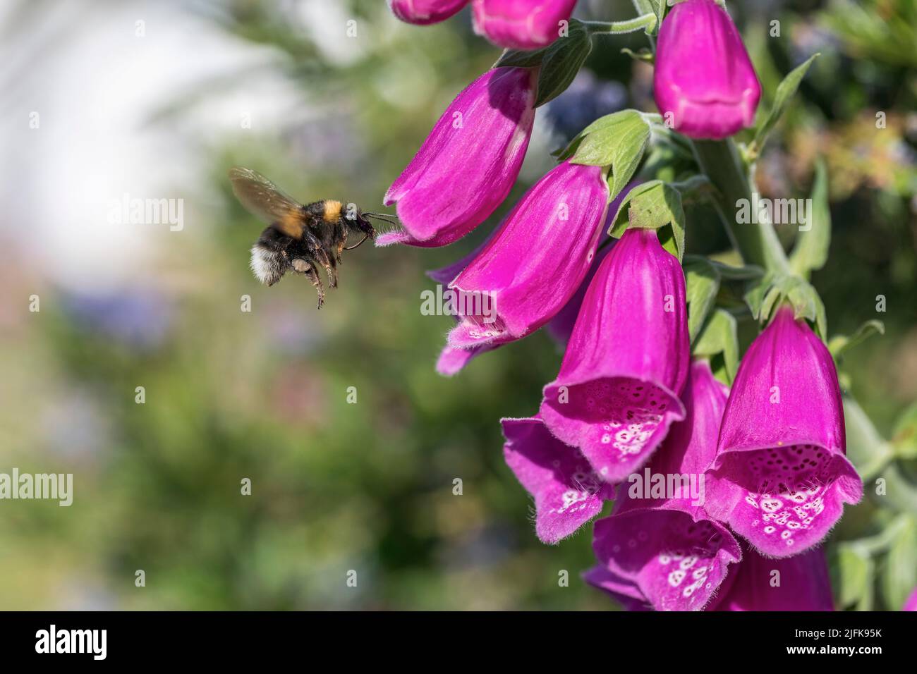 Garden Bumblebee; Bombus hortorum; à Foxglove; montrant la langue; Royaume-Uni Banque D'Images