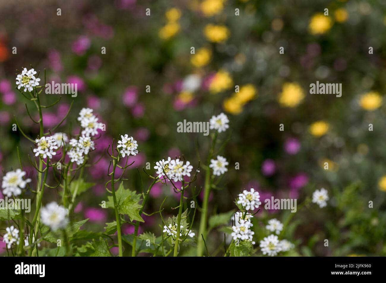 Moutarde à l'ail ; Alliaria petiolata ; fleurs ; Royaume-Uni Banque D'Images