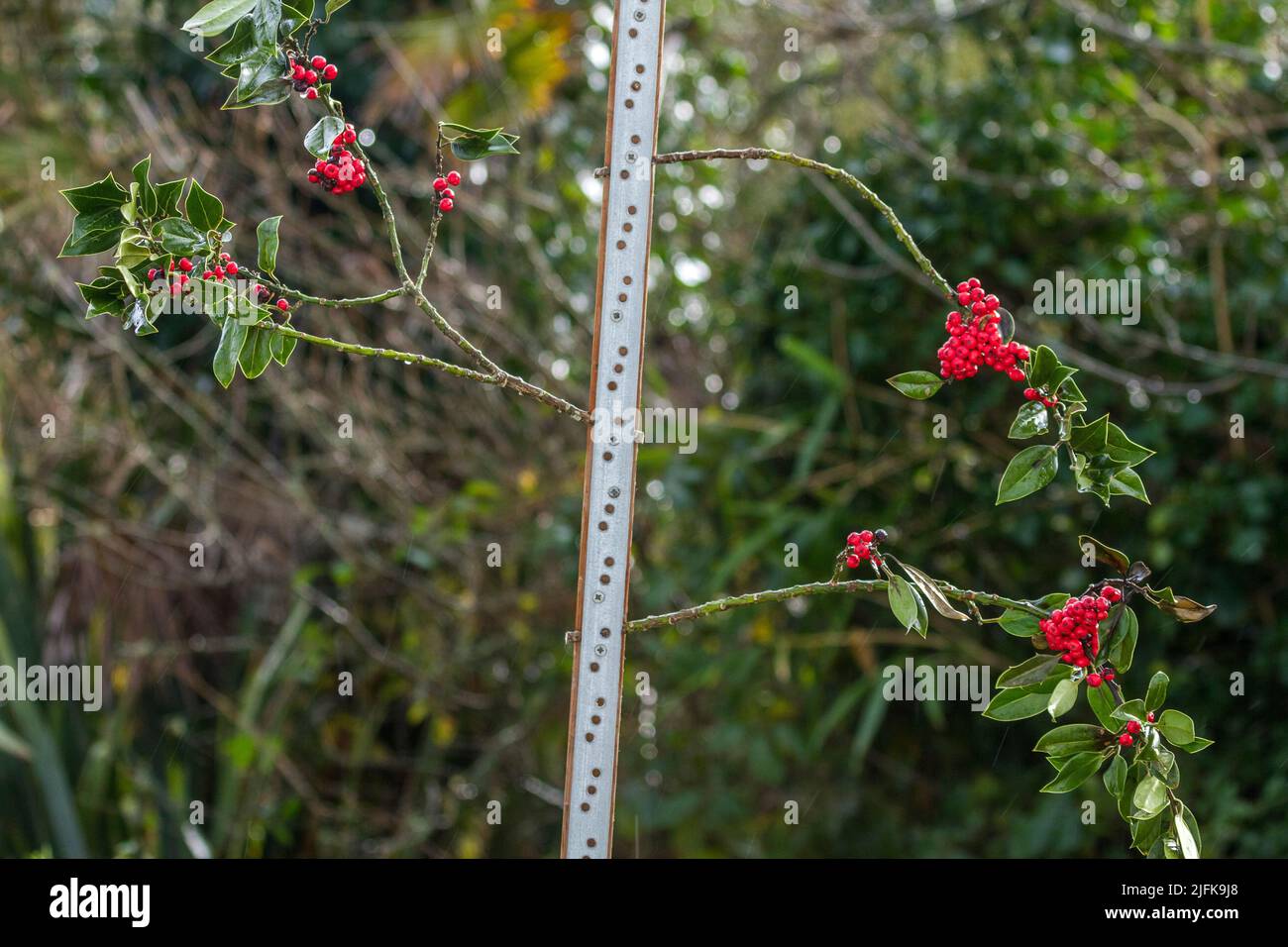 Holly Berry Prop ; en tant qu'oiseau Feeder ; Royaume-Uni Banque D'Images