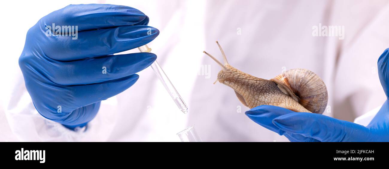 Un scientifique en costume de protection avec un escargot dans ses mains. Étude des propriétés de la mucine de l'escargot. L'utilisation de mucus d'escargot en cosmétologie. Soins de la peau a Banque D'Images