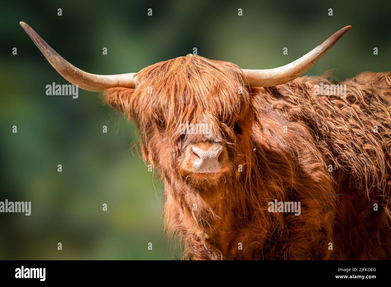 portrait artistique d'une vache écossaise dans les montagnes Banque D'Images