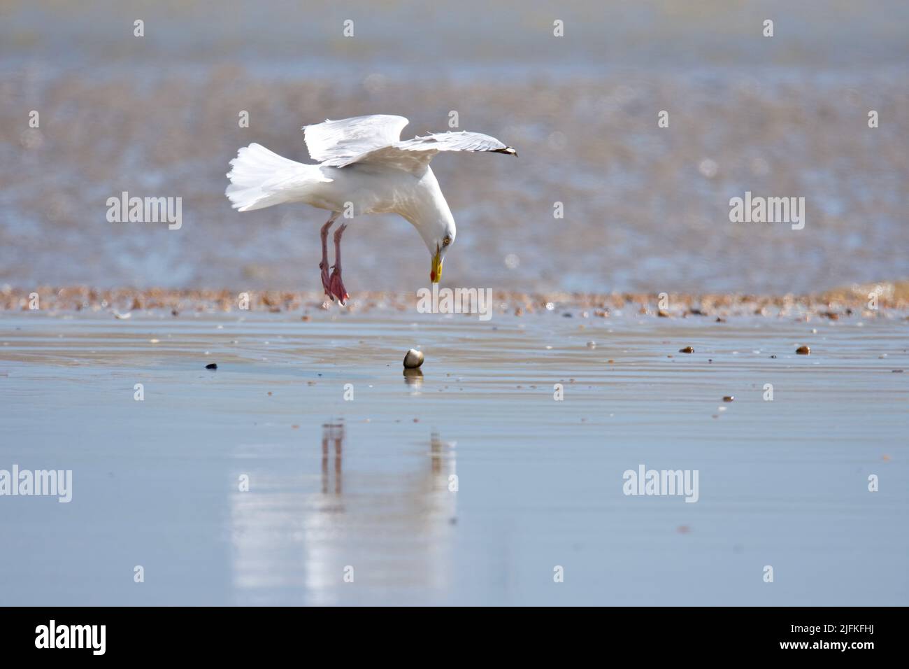 Goéland argenté (Larus argentatus) en vol à mi-vol, larme tombant sur la plage de Rye Harbour, près de Camber Sands, East Sussex, Angleterre Banque D'Images