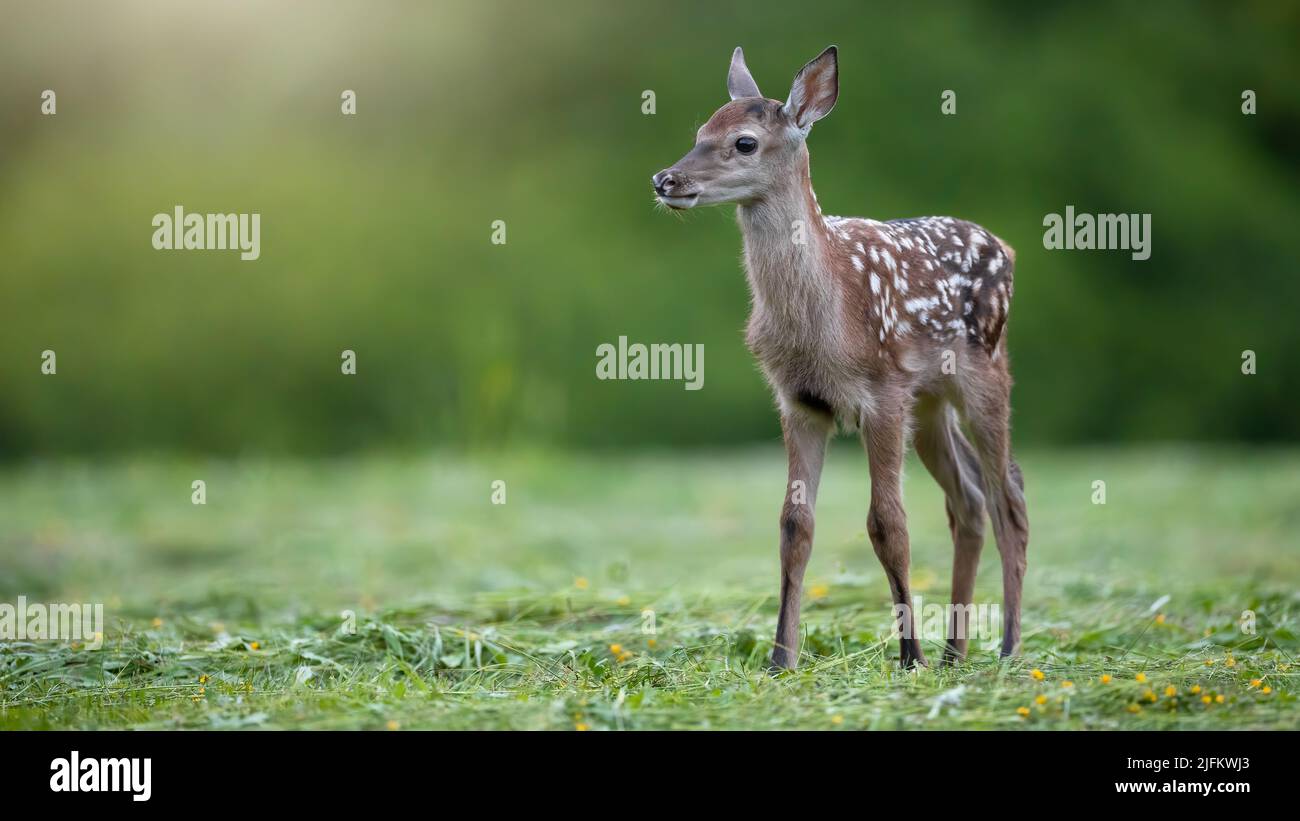 Charmant jeune cerf rouge regardant de côté sur un pré avec l'herbe coupée en été Banque D'Images