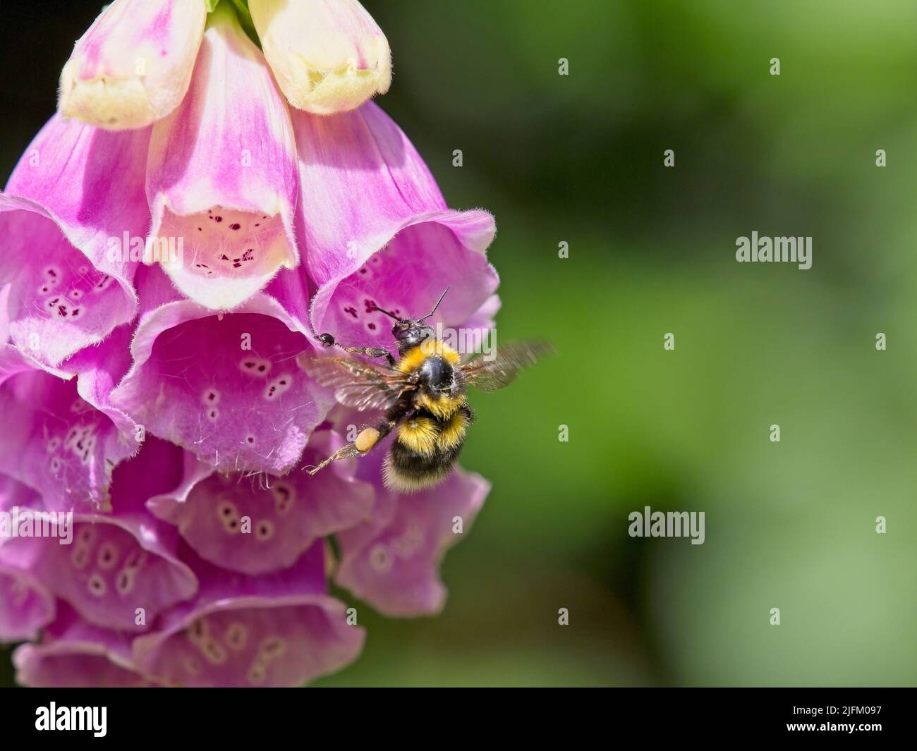 Une abeille à queue blanche (Bombus lucorum) qui débarque dans un jardin sur une plante de rendgant rose (Digitalis purpurea). Banque D'Images