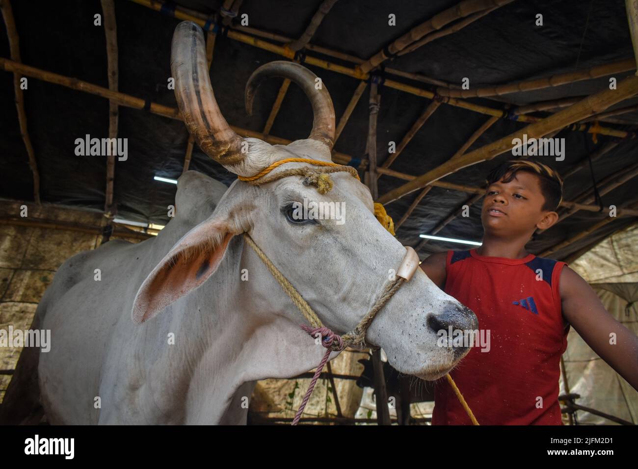 Kolkata, Bengale occidental, Inde. 3rd juillet 2022. Un négociant a montré une vache à vendre sur un marché de bétail avant le festival musulman d'Eid al-Adha, à la périphérie de Kolkata. (Image de crédit : © Pacific Press via ZUMA Press Wire) Banque D'Images