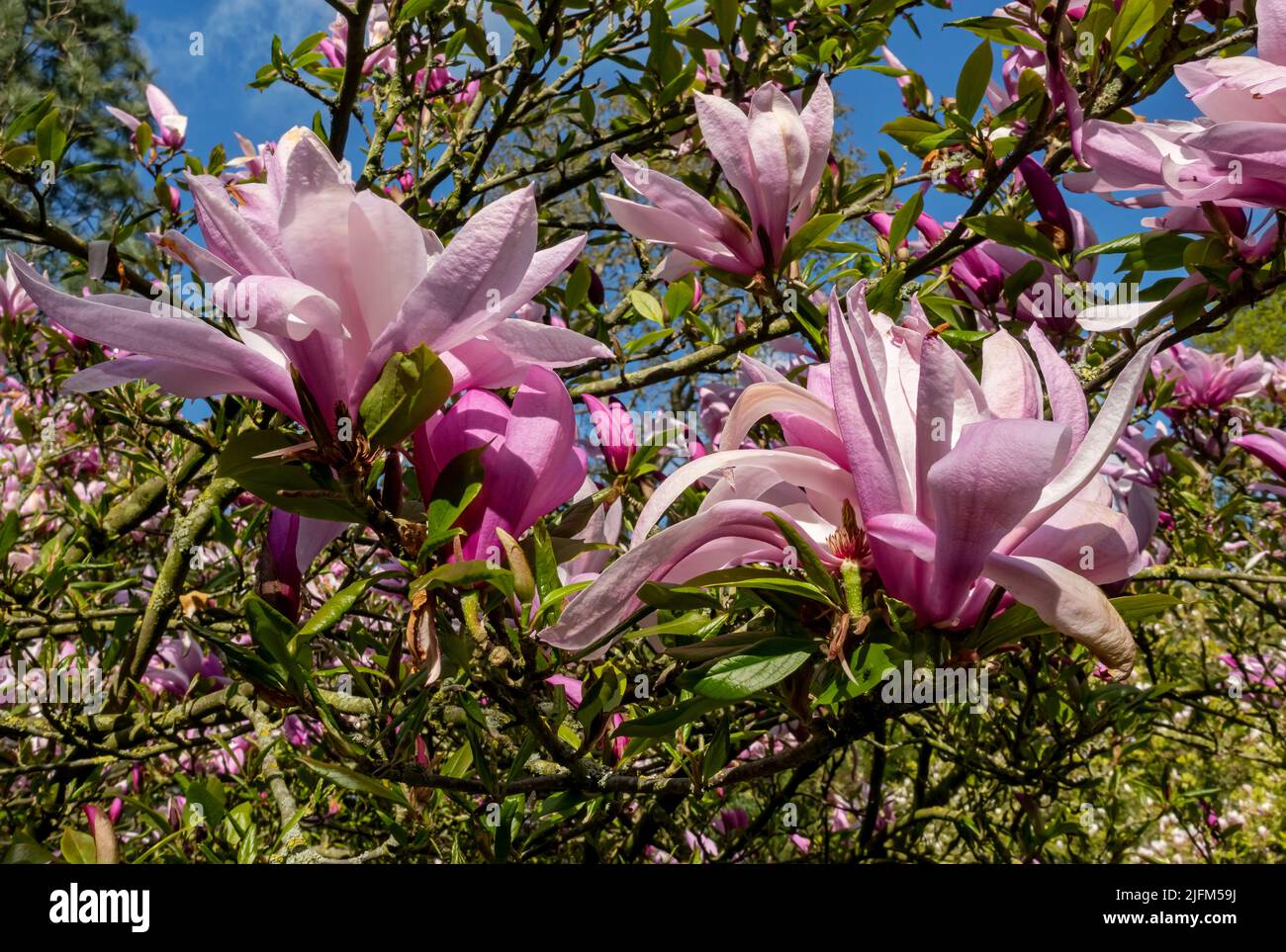 Gros plan de Magnolia soulangeana 'Lennei' magnoliaceae fleurs roses fleurs fleuries au printemps Angleterre Royaume-Uni Grande-Bretagne Banque D'Images