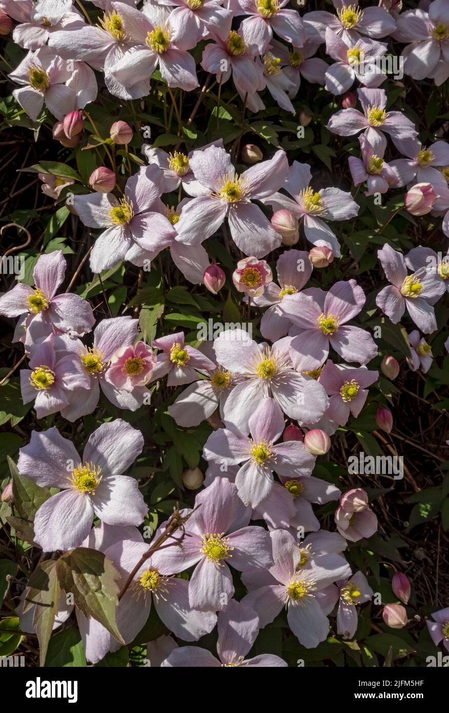 Gros plan de l'alpiniste rose clematis 'Montana' fleur fleurs plante qui pousse sur un mur dans le jardin au printemps Angleterre Royaume-Uni Banque D'Images