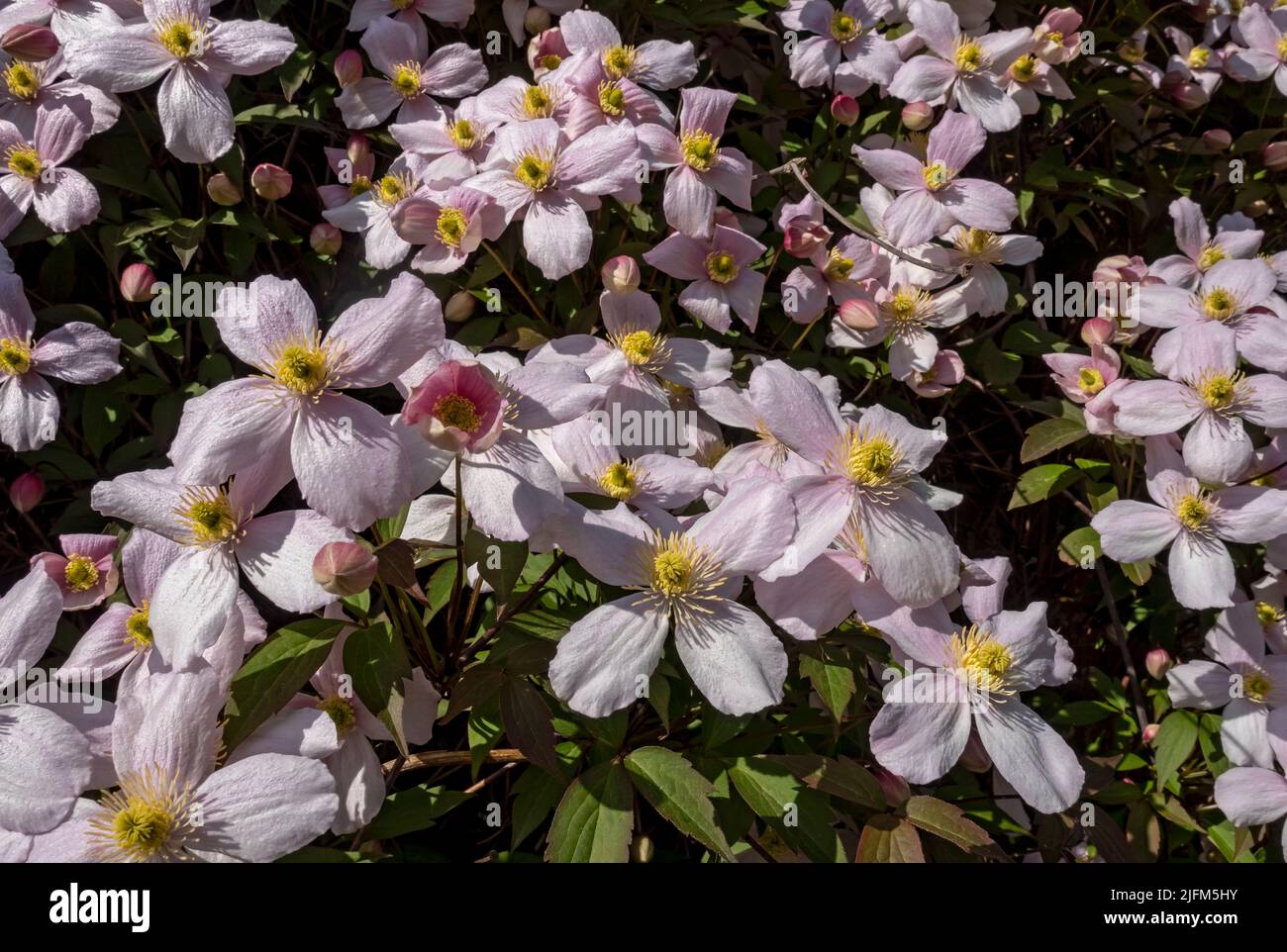 Clematis 'Montana' fleurs fleurs fleurissant détail de plante grimpante rose poussant sur un mur dans le jardin au printemps Angleterre Royaume-Uni Grande-Bretagne Banque D'Images