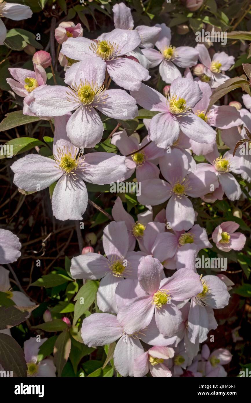 Gros plan de l'alpiniste rose clematis 'Montana' fleur fleurs plante qui pousse sur un mur dans le jardin au printemps Angleterre Royaume-Uni Banque D'Images