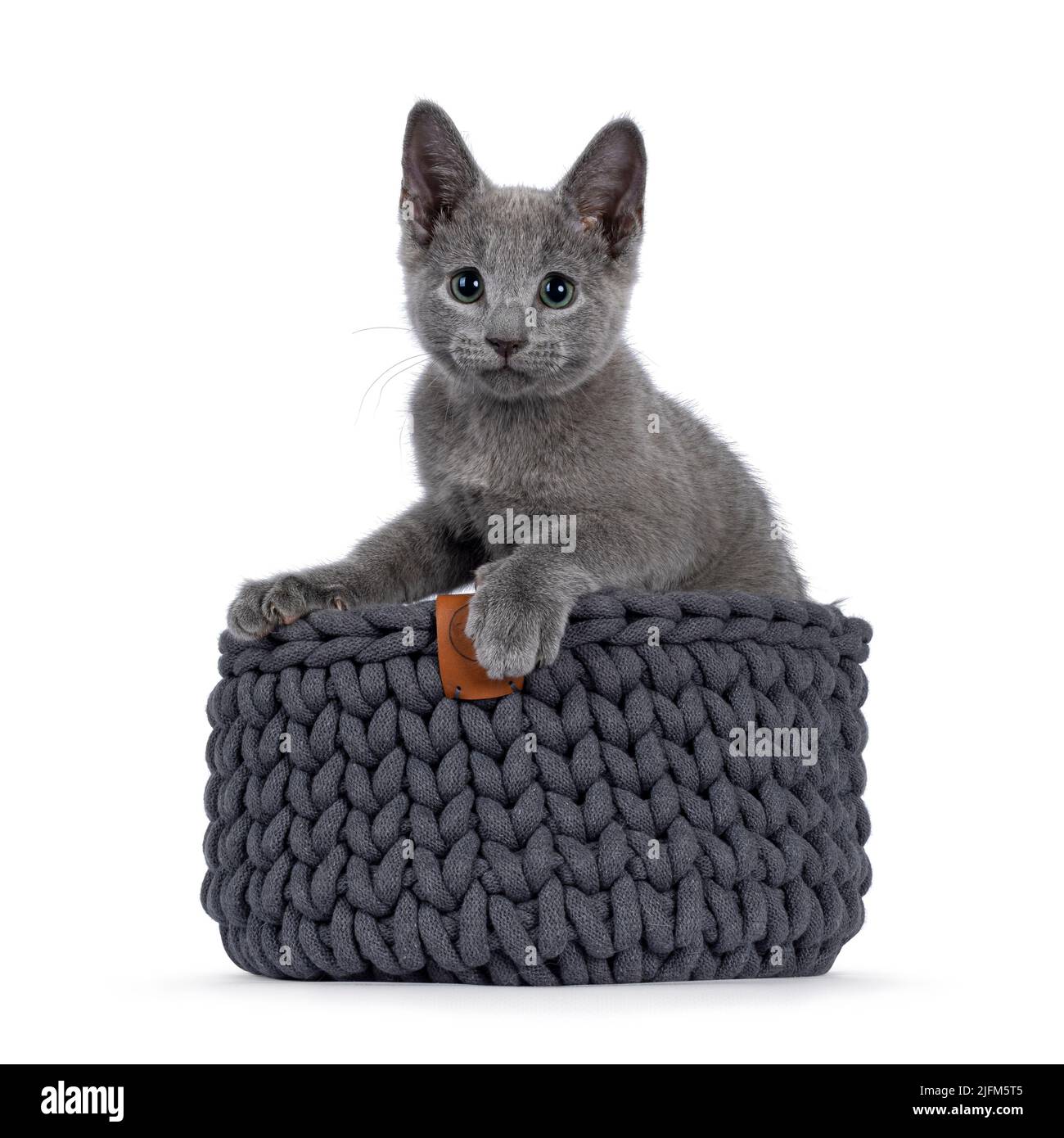 Adorable chaton de chat bleu russe, assis dans un panier tricoté gris. Regarder l'appareil photo avec des yeux verts fantastiques. Isolé sur un fond blanc. Banque D'Images