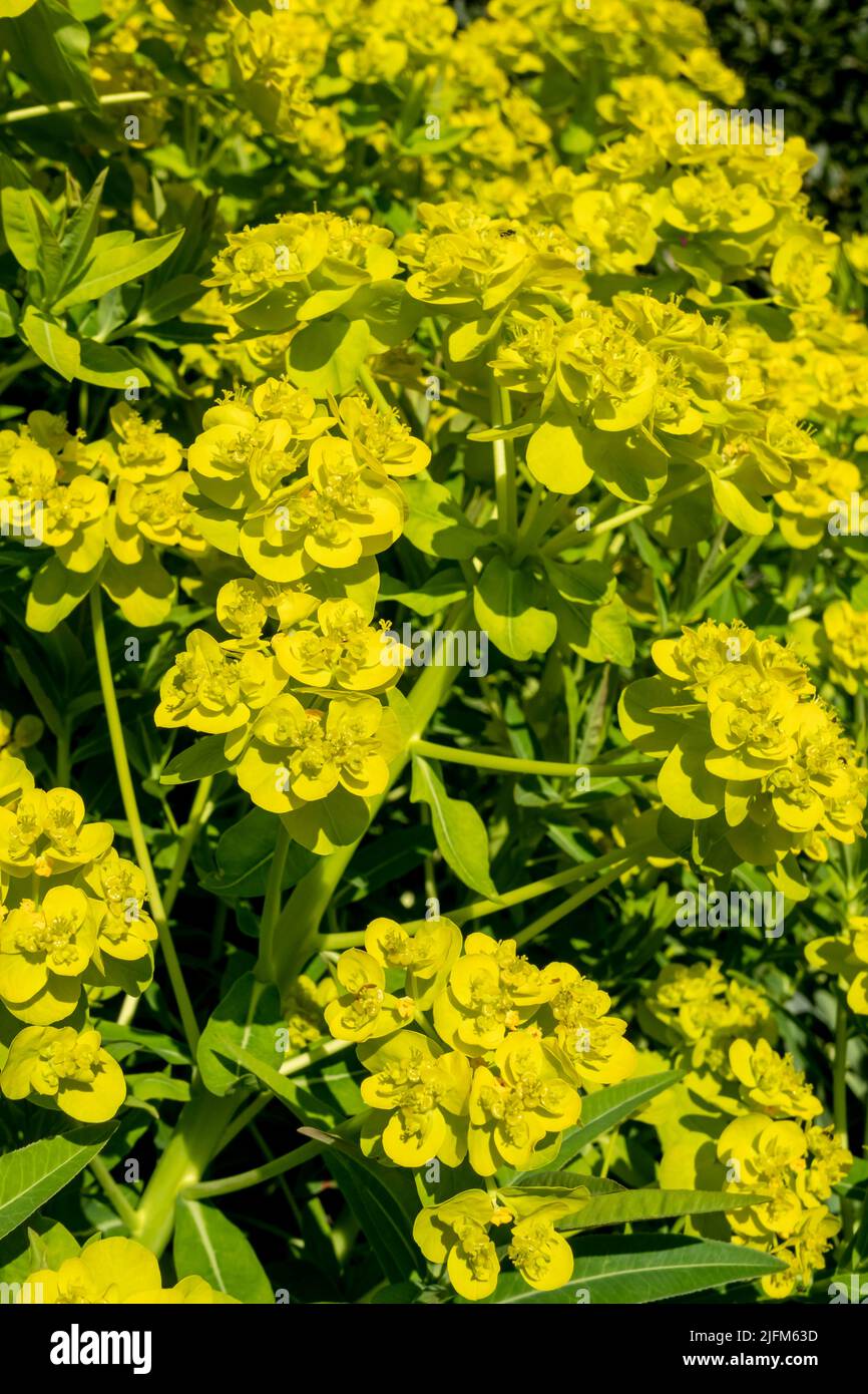 Gros plan de la marsh sphere euphorbia palustris plante fleurs floraison jaune fleur verte croissante dans le jardin au printemps Angleterre Royaume-Uni Grande-Bretagne Banque D'Images