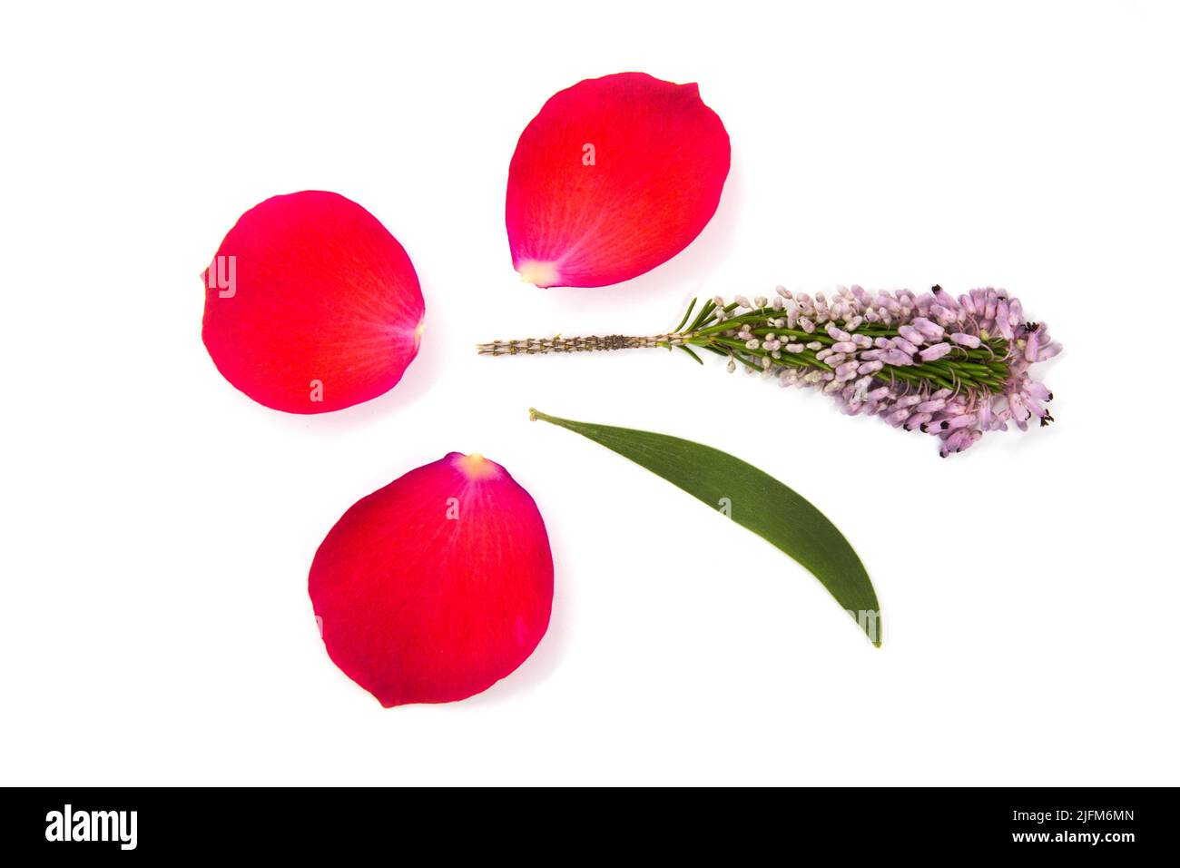 Pétales de rose rouge et laisser isolés sur fond blanc Banque D'Images