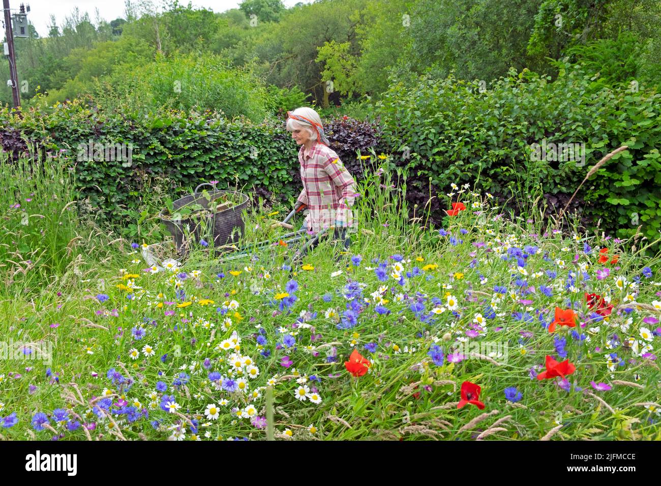 Femme âgée jardinant poussant brouette et prairie de fleurs sauvages en fleurs rouges coquelicots, pâquerettes, cornflowers en juillet jardin pays de Galles Royaume-Uni KATHY DEWITT Banque D'Images