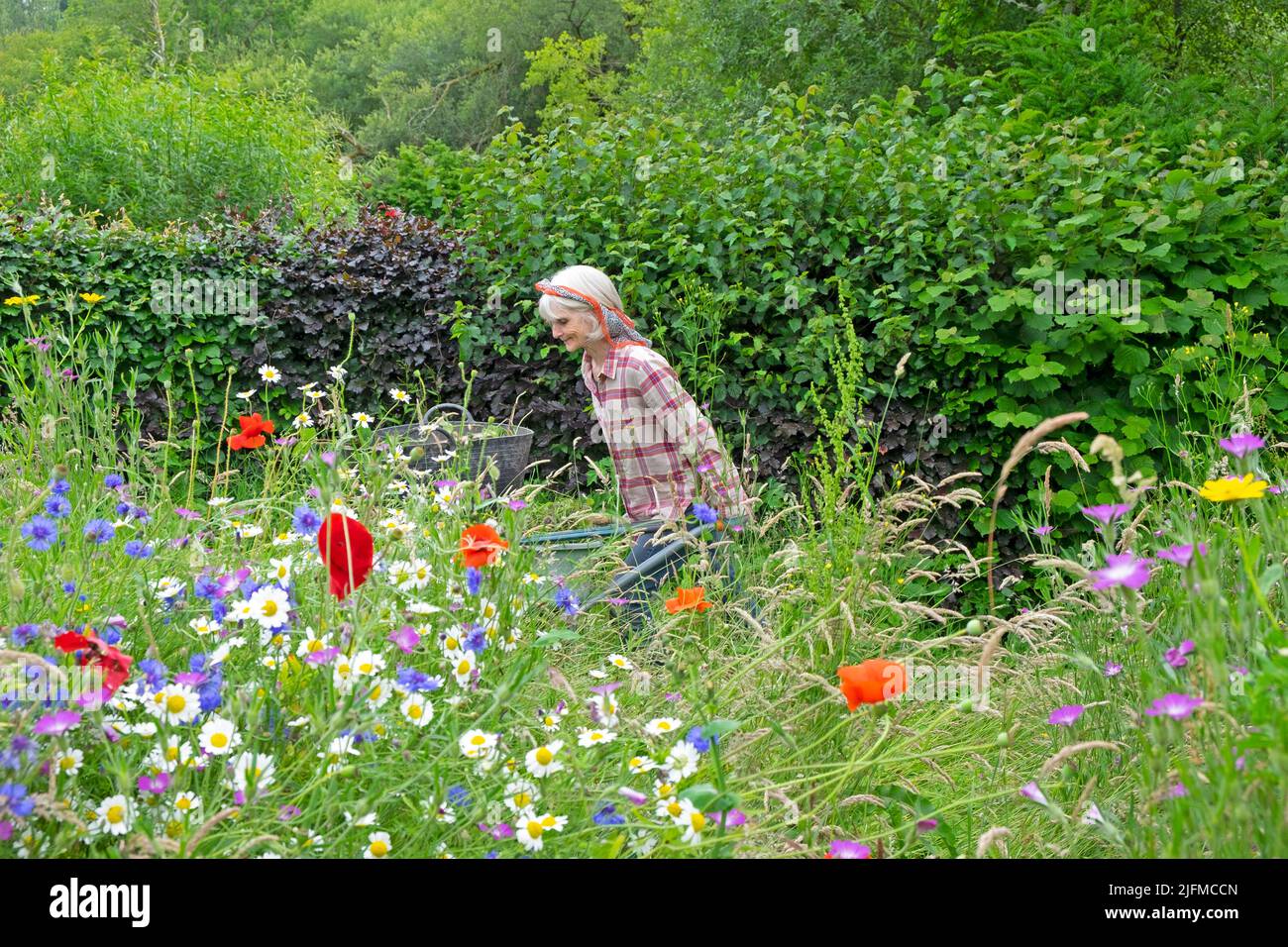 Femme âgée jardinant poussant brouette et prairie de fleurs sauvages en fleurs rouges coquelicots, pâquerettes, cornflowers en juillet jardin pays de Galles Royaume-Uni KATHY DEWITT Banque D'Images