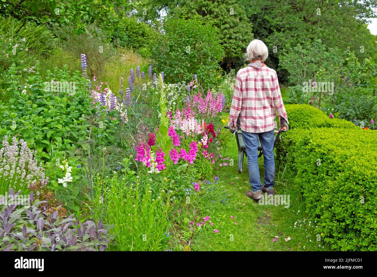 Femme arrière vue arrière avec des antirrhinums de brouette dans la frontière herbacée pays fleur et jardin d'herbes en juillet Carmarthenshire pays de Galles Royaume-Uni KATHY DEWITT Banque D'Images