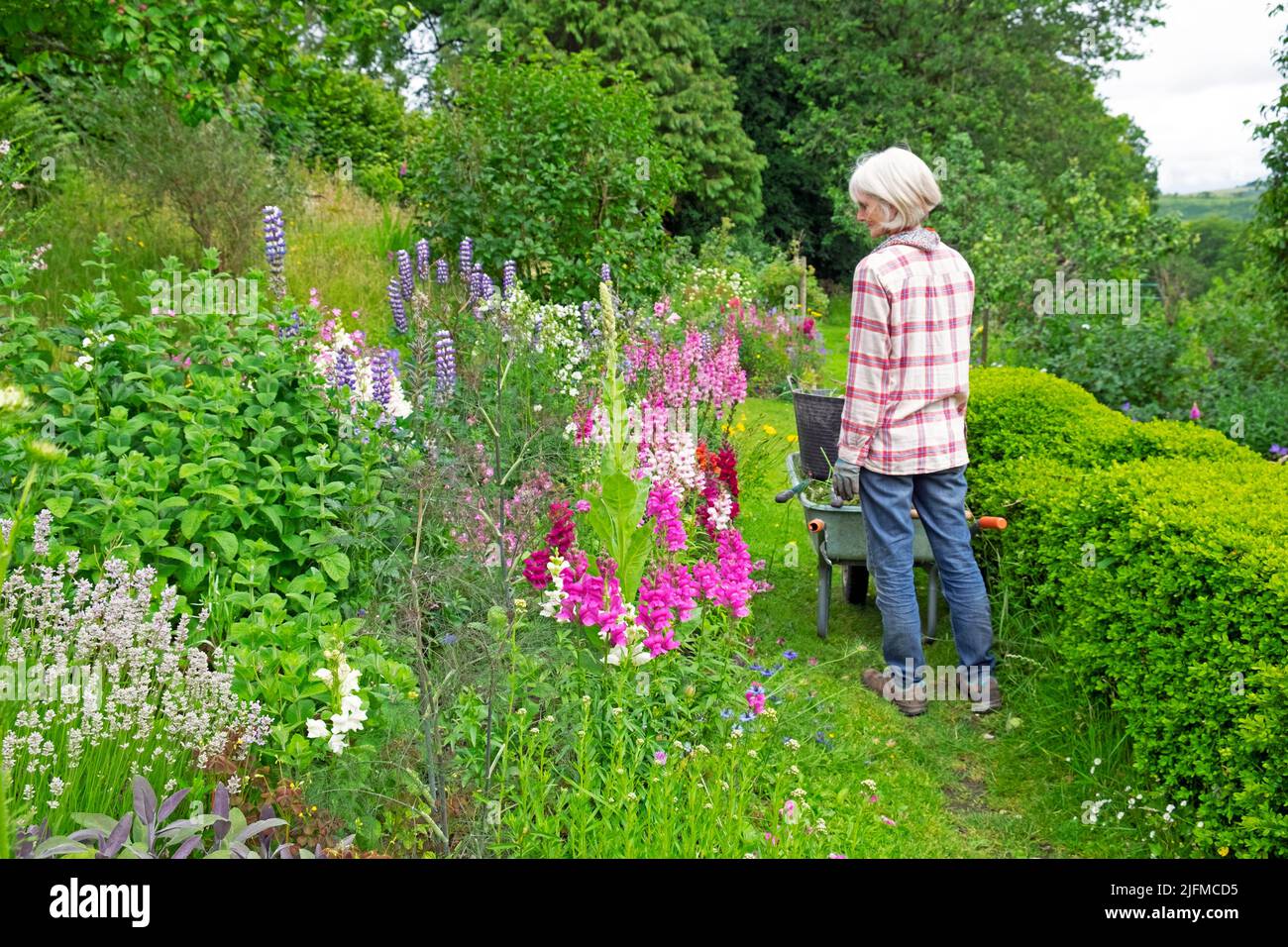 Femme de brouette antirrhinums ou vivandragons dans un jardin herbacé de fleurs et d'herbes de campagne en juillet Carmarthenshire pays de Galles Royaume-Uni KATHY DEWITT Banque D'Images