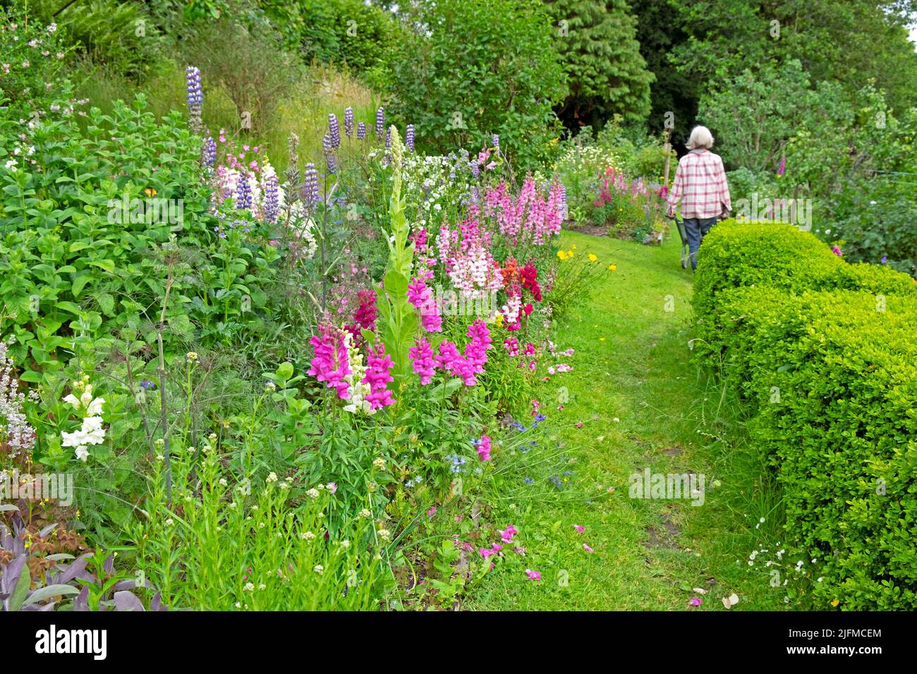 Femme de brouette antirrhinums ou vivandragons dans un jardin herbacé de fleurs et d'herbes de campagne en juillet Carmarthenshire pays de Galles Royaume-Uni KATHY DEWITT Banque D'Images