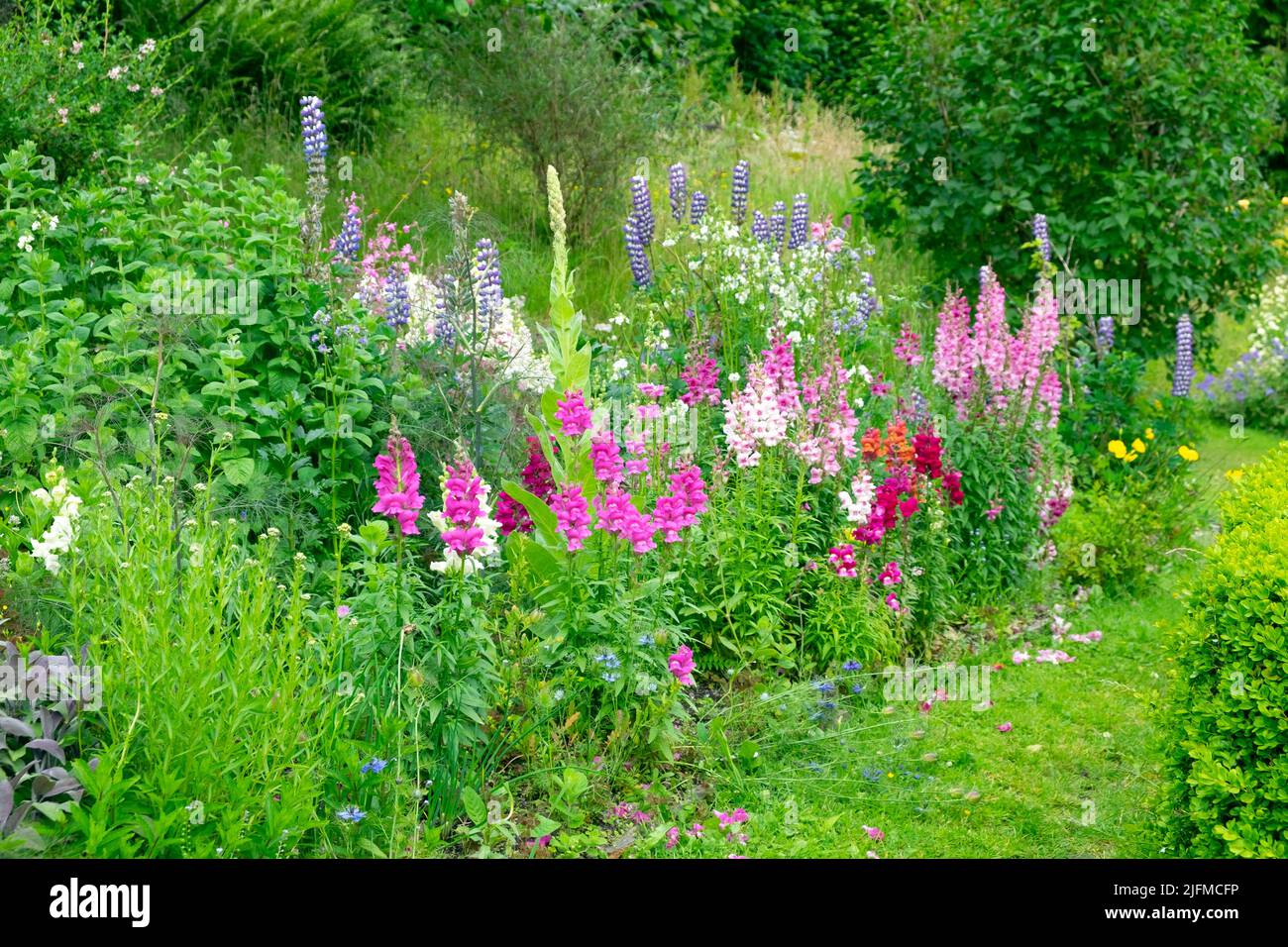 Antirrhinums ou vivandragons poussant dans un jardin de fleurs herbaceux de campagne frontalière en juillet Carmarthenshire pays de Galles Royaume-Uni KATHY DEWITT Banque D'Images
